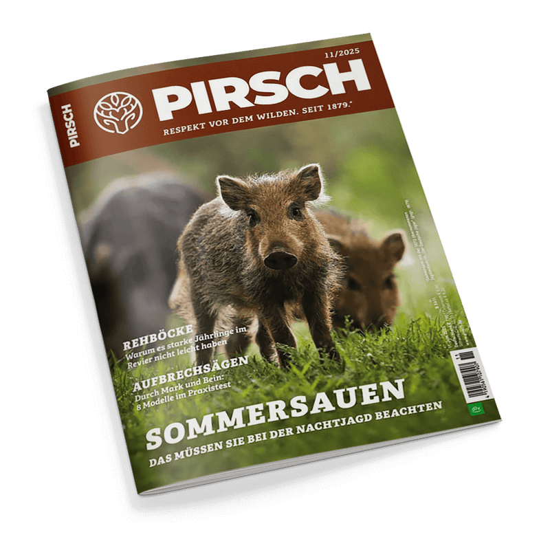 Titelbild der Jagdzeitschrift „PIRSCH“ Ausgabe 11/2025, mit zwei Wildschweinen auf einer grünen Wiese im Vordergrund, braun-grünem Hintergrund und weißer Schrift; sichtbare Artikelüberschriften: „REHBÖCKE – Warum es starke Jährlinge im Revier nicht leicht haben“, „AUFBRECHSÄGEN – Durch Mark und Bein: 8 Modelle im Praxistest“ sowie Haupttitel „SOMMERSAUEN – Das müssen Sie bei der Nachtjagd beachten“.