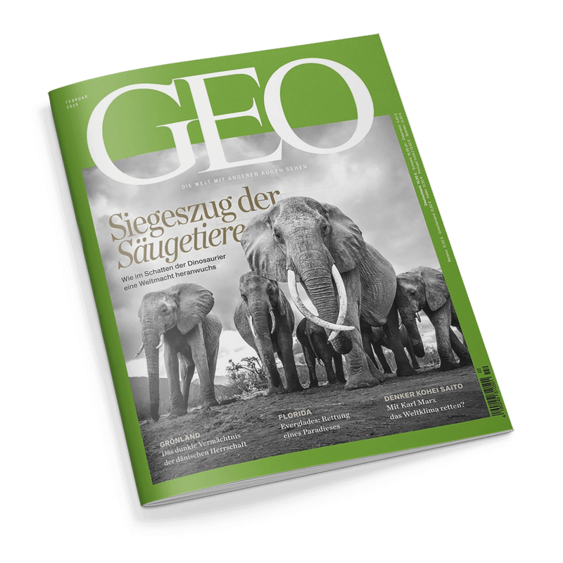 Titelbild der Zeitschrift „GEO“, Ausgabe Februar 2025, mit grünem Rahmen und großem weißen „GEO“-Logo oben; zentrale Schwarz-Weiß-Fotografie zeigt eine Gruppe gehender Elefanten aus Froschperspektive, mittiger Text: „Siegeszug der Säugetiere – Wie im Schatten der Dinosaurier eine Weltmacht heranwuchs“, weitere Artikelhinweise unten: „GRÖNLAND – Das dunkle Vermächtnis der dänischen Herrschaft“, „FLORIDA – Everglades: Rettung eines Paradieses“, „DENKER KOHEI SAITO – Mit Karl Marx das Weltklima retten?“.
