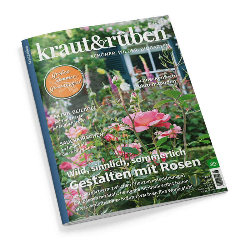 Titelbild der Gartenzeitschrift „kraut&rüben“ mit Fokus auf üppig blühende rosa Rosen im Vordergrund, im Hintergrund grüne Vegetation und ein Fenster mit Fensterläden; sichtbare Schlagzeilen u. a.: „Wild, sinnlich, sommerlich – Gestalten mit Rosen“, „Schneckenfeste Blütenstauden“, „EXTRA-BEILAGE: Mit Haustieren natürlich leben“, „Sauerkirschen – So finden Sie die richtige Sorte“ und ein Aufkleber mit „Großes Sommer-Gewinnspiel“.