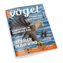 Titelblatt der Zeitschrift „Vögel“, Ausgabe Nr. 87 / 5 / 2025, mit einem großen Foto eines fliegenden Seeadlers über blauem Wasser. Hauptüberschriften: „König der Lüfte – Seeadler im Aufwind“, „Beobachtung im Eriskircher Ried“, „Stunde der Gartenvögel“. Zusätzlich runder Einschub mit Fernglasabbildung und Text „Größer, kompakter, leichter“. Untere Leiste orange mit Themen wie „Erforscht“, „Bestimmt“ und „Aufgedeckt“.
