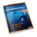 Titelbild der Zeitschrift „Bild der Wissenschaft“, Ausgabe 06/2025, dominierende Farben Blau und Orange, zentrales Motiv sind mehrere Orcas im Wasser mit Schallwellen-Illustrationen, Haupttitel in orange: „Die Sprache der Tiere“, Untertitel: „Wie Künstliche Intelligenz Biologen dabei hilft, Vögel, Orcas oder Erdmännchen besser zu verstehen“, weitere Themen am Rand: Gletscherexplosionen, Starke Kelten, Biogas-Anlagen, gelber Kreis mit Text: „NEUE SERIE Wasserstoff: Der große Umbau“.