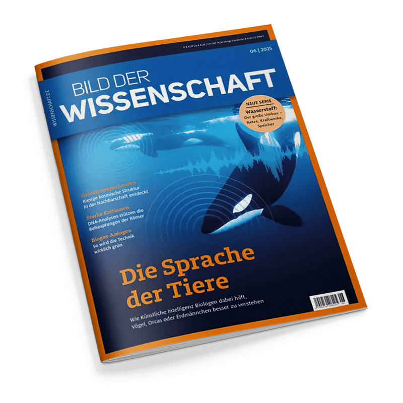 Titelbild der Zeitschrift „Bild der Wissenschaft“, Ausgabe 06/2025, dominierende Farben Blau und Orange, zentrales Motiv sind mehrere Orcas im Wasser mit Schallwellen-Illustrationen, Haupttitel in orange: „Die Sprache der Tiere“, Untertitel: „Wie Künstliche Intelligenz Biologen dabei hilft, Vögel, Orcas oder Erdmännchen besser zu verstehen“, weitere Themen am Rand: Gletscherexplosionen, Starke Kelten, Biogas-Anlagen, gelber Kreis mit Text: „NEUE SERIE Wasserstoff: Der große Umbau“.