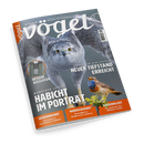 Titelblatt der Zeitschrift „vögel – Magazin für Vogelbeobachtung“, Ausgabe Nr. 91/3‑2026, mit großformatigem Foto eines grauen Habichts mit gelben Augen im Flug und einem kleineren Bild eines singenden Vogels mit blau-orangefarbenem Gefieder auf einem Zweig. Überschriften: „Habicht im Porträt“, „Neuer Tiefstand erreicht“, „Bessere Aussichten“, „Wiedererkannt“, „Wiedergekehrt“ und „Wiederbelebt“.