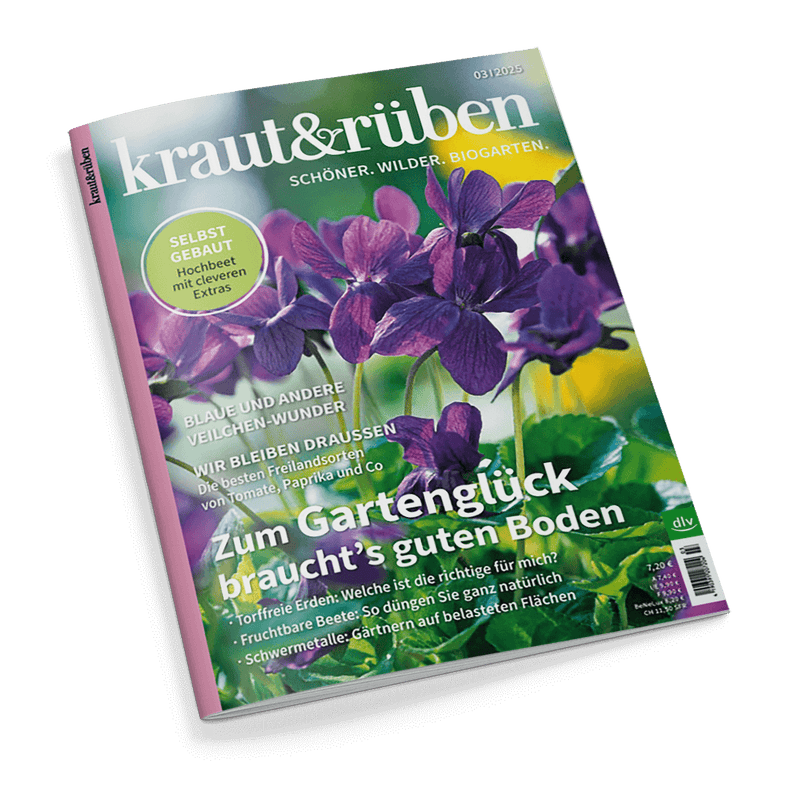 Titelbild der Zeitschrift „kraut&rüben“ Ausgabe 03/2025 mit violetten Veilchenblüten im Zentrum vor grünem Hintergrund, linke obere Ecke mit rundem Aufdruck „SELBST GEBAUT Hochbeet mit cleveren Extras“, weitere sichtbare Texte: „BLAUE UND ANDERE VEILCHEN-WUNDER“, „WIR BLEIBEN DRAUSSEN“, „Zum Gartenglück braucht’s guten Boden“, darunter Themen wie torffreie Erden, fruchtbare Beete und Schwermetalle im Garten.