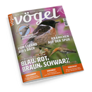 Titelblatt der Zeitschrift „vögel“, Ausgabe Nr. 86 / 4 / 2025, mit dem Untertitel „Magazin für Vogelbeobachtung“. Auf grün-violettem Hintergrund sind zwei Vögel zu sehen: oben ein rot-braun-weiß gefärbtes Schwarzkehlchen auf einem Zweig, unten ein längerschnäbliger Watvogel auf Gras. Schlagzeilen u. a.: „Heimische Kehlchen – Blau, Rot, Braun, Schwarz“, „Vom Strand aufs Dach“, „Kranichen auf der Spur“ und „Baum- oder Rotfußfalke?“.