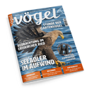 Titelbild des Magazins „Vögel“ (Ausgabe Nr. 87 / 5-2025) mit einem fliegenden Seeadler im Vordergrund vor blauem Himmel, gelbem Schnabel und gespreizten Flügeln; Hauptüberschrift: „Seeadler im Aufwind“, weitere Texte u. a.: „Beobachtung im Eriskircher Ried“, „Stunde der Gartenvögel“, „Größer, kompakter, leichter“ neben einem Bild eines Fernglases „ZEISS SFL 10x50“ sowie orangefarbene Themenbalken am unteren Rand.